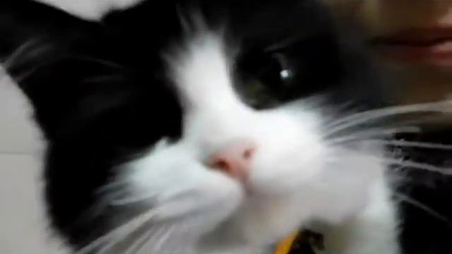 Им очень нужен хозяин."Кошкин дом"29/06/2017 смотреть онлайн