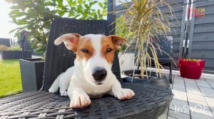 lucky баба поёт песенку