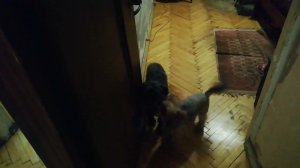 Лапа! Гулять!!