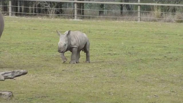 White Rhino Baby at Dubbo Taronga Park Zoo