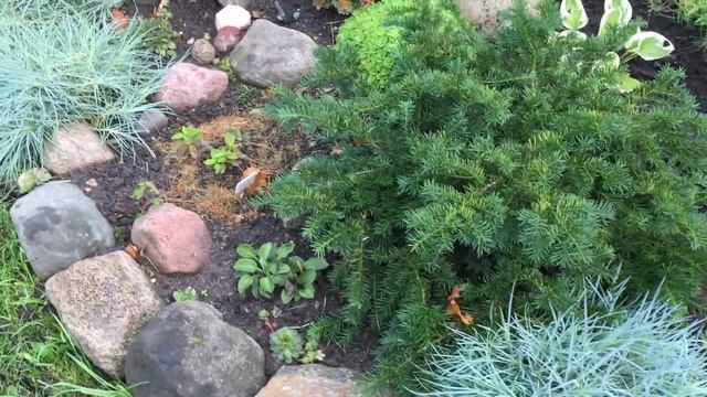 Обзор цветника. Барбарисы, гортензия, хвойные. смотреть онлайн
