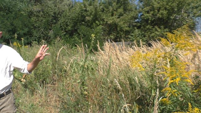 золотарник канадский, медонос или нет? смотреть онлайн