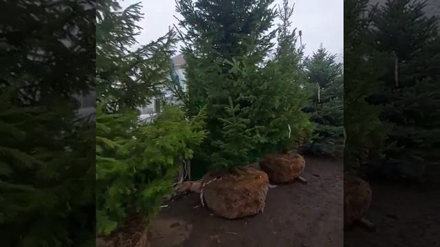 Пихта Cибирская смотреть онлайн