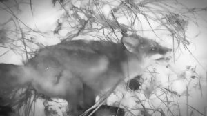 Охота на лису с ЛУЧШИМ бюджетным тепловизором iRay Saim scp19w.