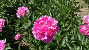 пион Goods Dream