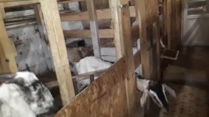 О нашем сарае//Вентиляция в сарае//Просто мои ?козы.