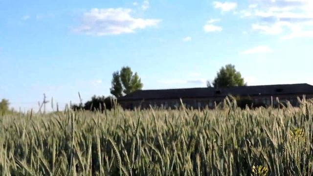 Пшеница и тритикале на корм