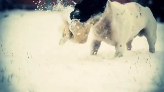 WILDDOG. Детектив часть первая. смотреть онлайн