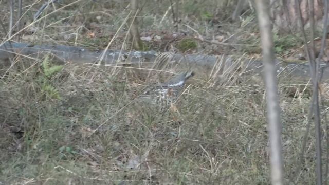 рябчик весной в черничнике смотреть онлайн