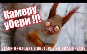 Чем кормить белку. Я попытался покормить белку с руки, и она сделала вот так!