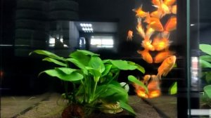 Мой первый аквариум! Что нужно знать?