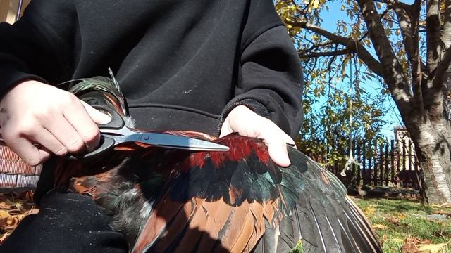 Как обрезать крылья курице? Как обрезать крылья, чтобы это было не заметно на курице! смотреть онлайн