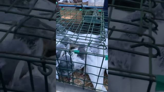Ярмарка голубей в Москве ,тут собрали голубей разных пород #бойныеголуби#высоколетныеголуби#голуби#