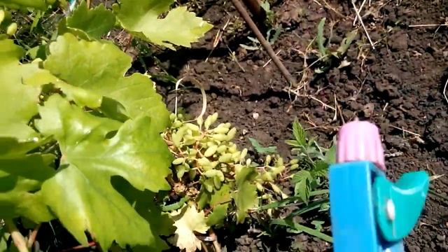 Как и чем удобрять виноград в августе? смотреть онлайн