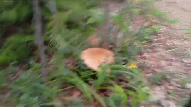 На нас напали белые грибы 2024.08.16