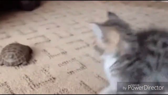 Подбора смышных видео про животных