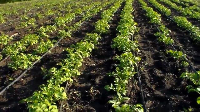 всходы картошки 20 мая,посадка 9 апреля,полтора месяца. смотреть онлайн