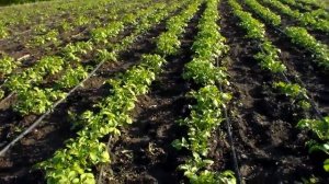 всходы картошки 20 мая,посадка 9 апреля,полтора месяца.