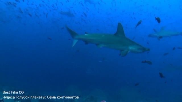 Морские Бестии & Ко Maxxi из пластилина. смотреть онлайн