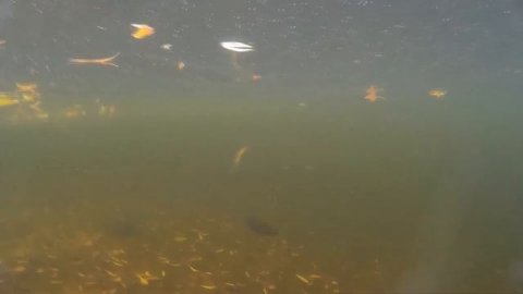 Вываживание форели