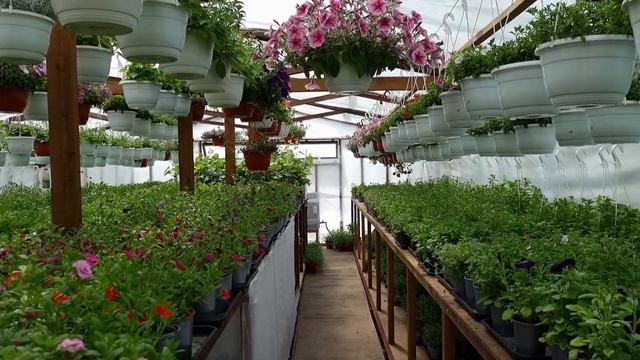 Солнце жжёт цветы в теплице и в теплице очень жарко, но выход есть. Затенение теплицы за пол часа. смотреть онлайн