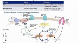 USMLE RX -1.Биохимия - 4.Метаболизм - 42.Ферменты, определяющие скорость метаболических реакций
