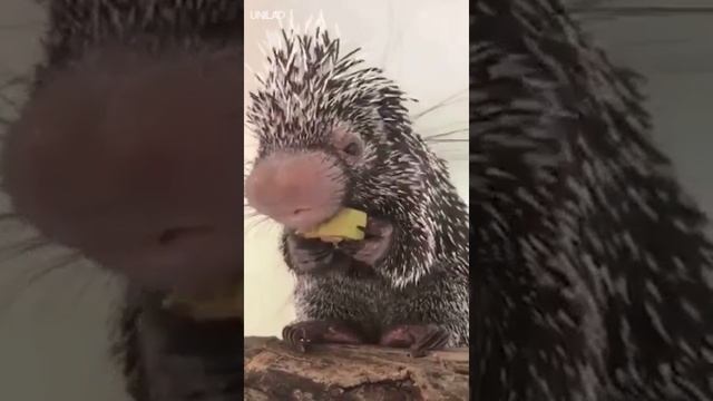 Малыш дикобраза Porcupine Baby