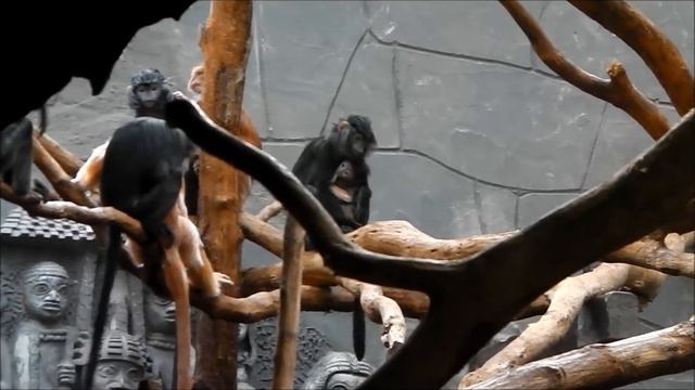 Our trip to Antwerp Zoo смотреть онлайн