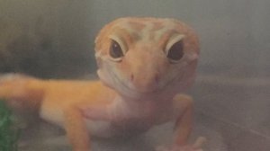 ТОП 10 САМЫХ КРАСИВЫХ ЭУБЛЕФАРОВ