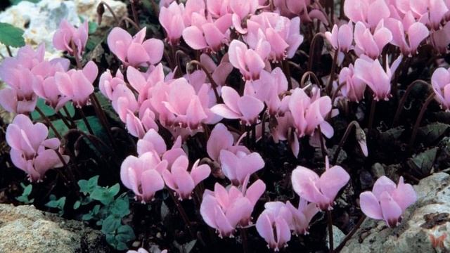 Цикламен (альпийская фиалка) смотреть онлайн