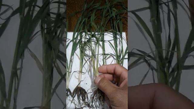 Развитие корневой системы растений яровой пшеницы в фазу трубки на каштановой почве в июле 2020 год смотреть онлайн