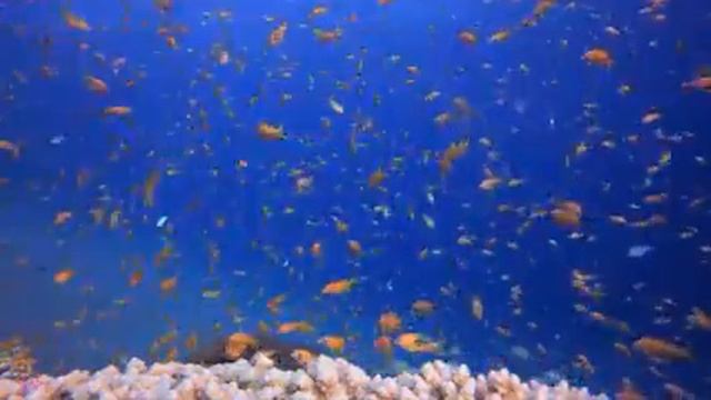 Расслабляющая музыка с океанскими волнами: красивое фортепиано, музыка для сна, снятие стресса смотреть онлайн