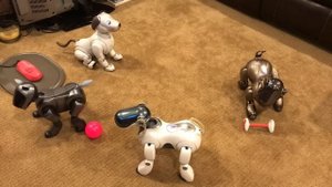 Aibo ERS-1000 Meets Original Aibos
