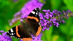 Введение в биологию и экологию 5 класс. Тема: Как идёт жизнь на Земле.