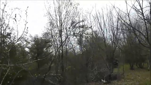 🐝ПЧЁЛЫ на облепихе, а муравьи в УЛЬЕ.🐜🐝🐜🐝🐝 смотреть онлайн