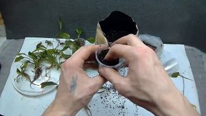 Аквариумные_растения__как_посадить_в_землю_.mp4