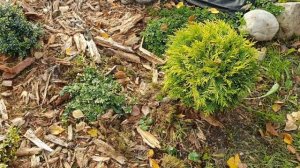 Обзор сада: любимые хвойные, барбарисы, гортензии...