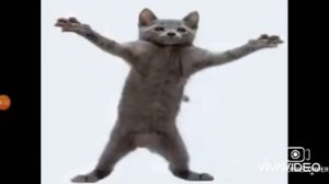 Cat Dancing to Hamster Dance (Rap & Pop Remix)
