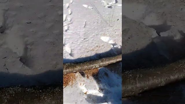 Бензопила PATRIOT PT 2512 полгода спустя (зима) смотреть онлайн