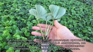 Клубника Соната — описание сорта