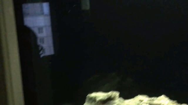 Самка бирюзовой акары защищает своих мальков смотреть онлайн