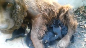 Новорожденные щенки нашей собачки.