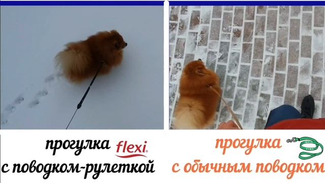 Поводок-рулетка для собак - плюсы и минусы.