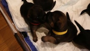 Border Terrier, Mixmira Mango. Щенки бордер терьера. Бордерятам 20 дней!