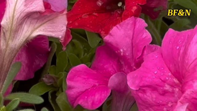 Petunia: Symphony of Summer Elegance #petunia #flowers #colourful #beautiful #video смотреть онлайн