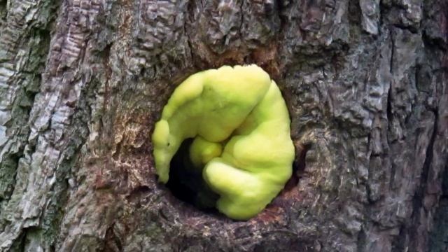 Developing fruit body of Laetiporus sulphureus (Chicken of the Woods) смотреть онлайн