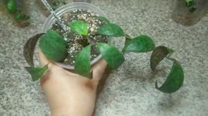 Нематантус. Есхінантус.Кодонанта. Огляд моєї колекції.