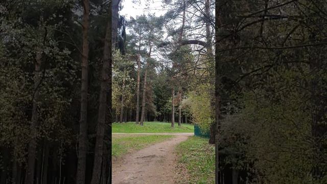 Новые тропы для работы мозга и поляны первоцветов. Лес в Минске 5 мая 2021. Вертикаль. смотреть онлайн