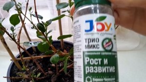 Дипладения - уход, Не пугайтесь, если ... у вашей дипладении начался листопад.
