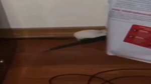 опасная мышь
